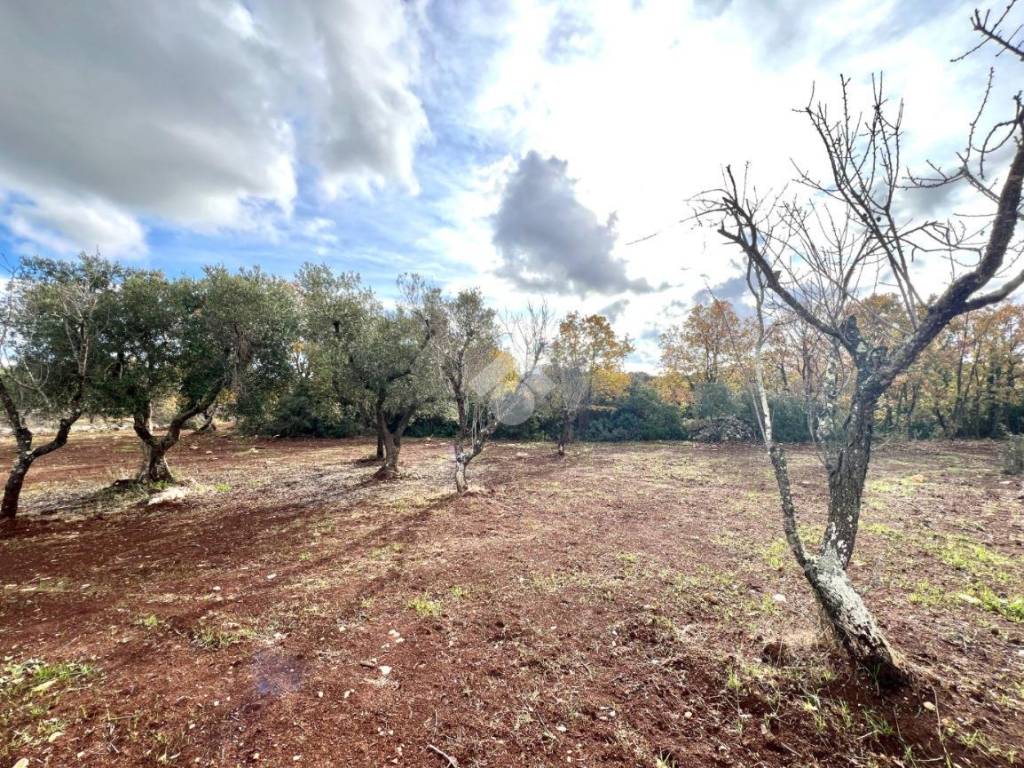 Terreno a Ceglie messapica in Contrada Amato - Foto 3