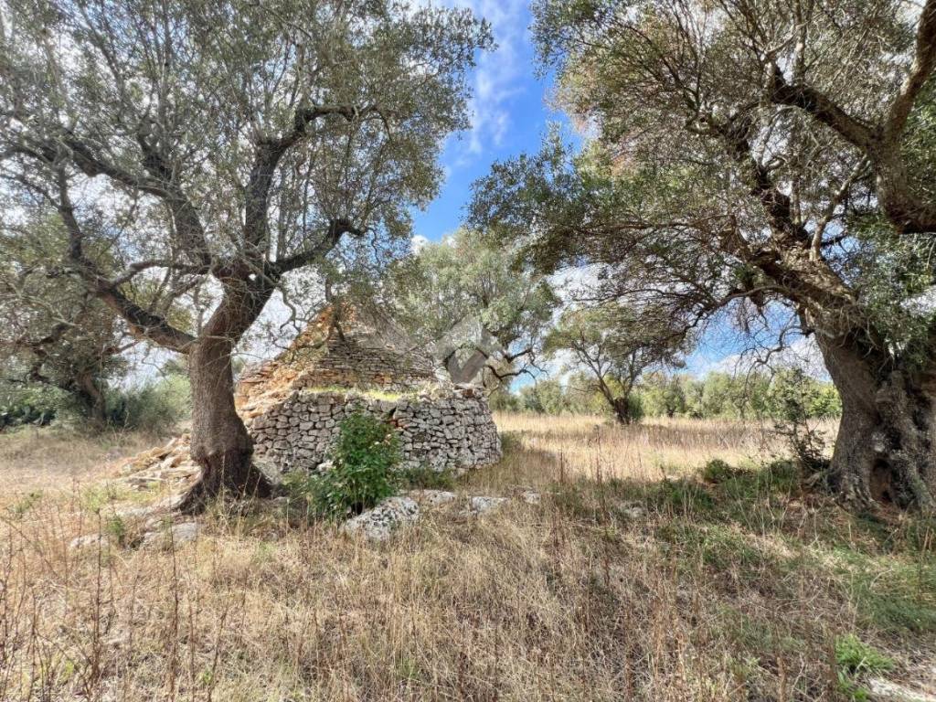 Rustico / casale a Ceglie messapica in Contrada s. angelo - Foto 5