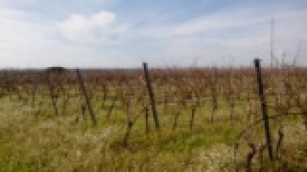Terreno a Menfi in c.da Casuzze - Foto 2