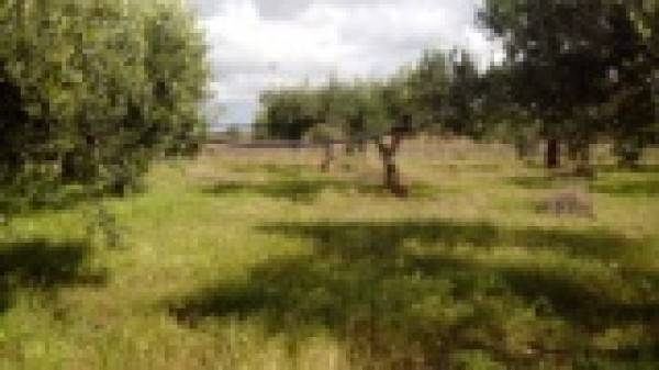 Terreno a Menfi in c.da Casuzze - Foto 3