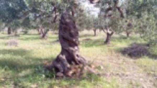 Terreno a Menfi in c.da Casuzze - Foto 4