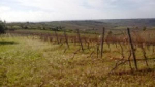 Terreno a Menfi in c.da Casuzze - Foto 5