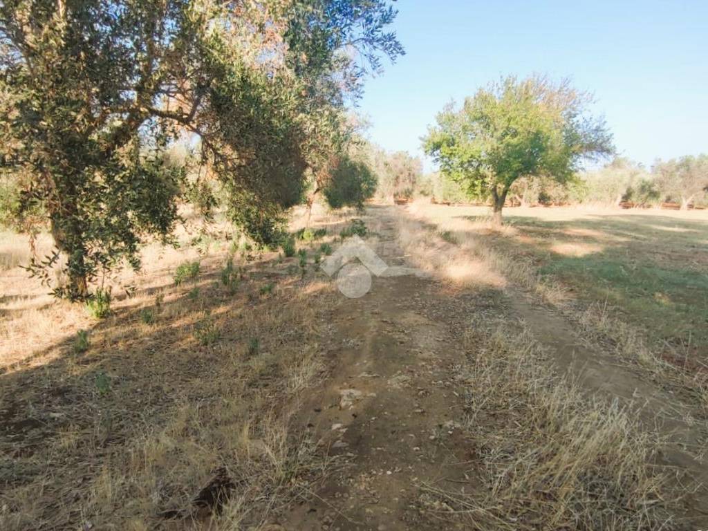 Terreno a Mesagne in Contrada Bosco Colombo - Foto 2