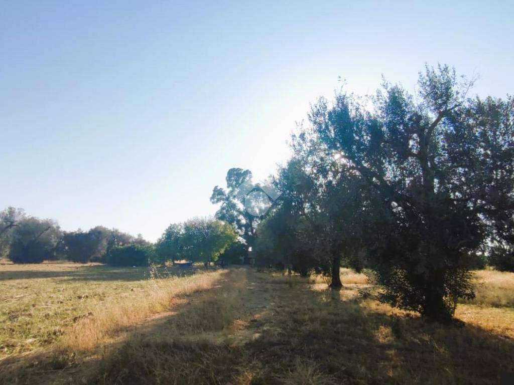 Terreno a Mesagne in Contrada Bosco Colombo - Foto 3