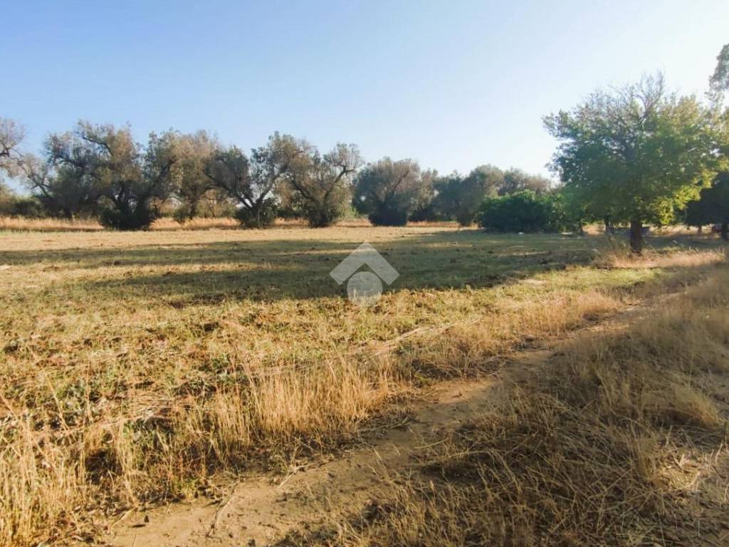 Terreno a Mesagne in Contrada Bosco Colombo - Foto 4