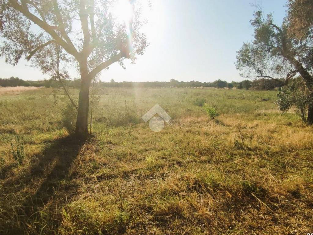 Terreno a Mesagne in Contrada Bosco Colombo - Foto 5