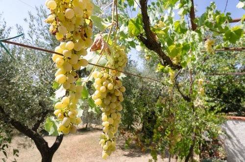 Rustico / casale a Suvereto in Località San Rocco - Foto 3