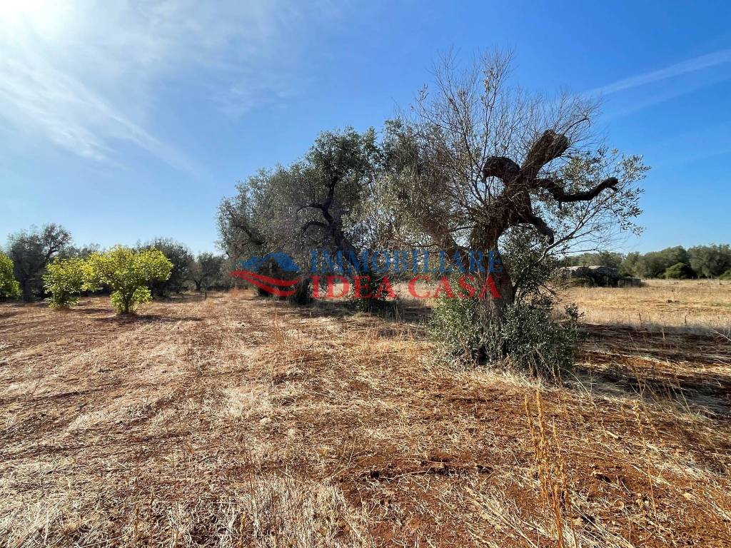 Rustico / casale a Francavilla fontana - Foto 3