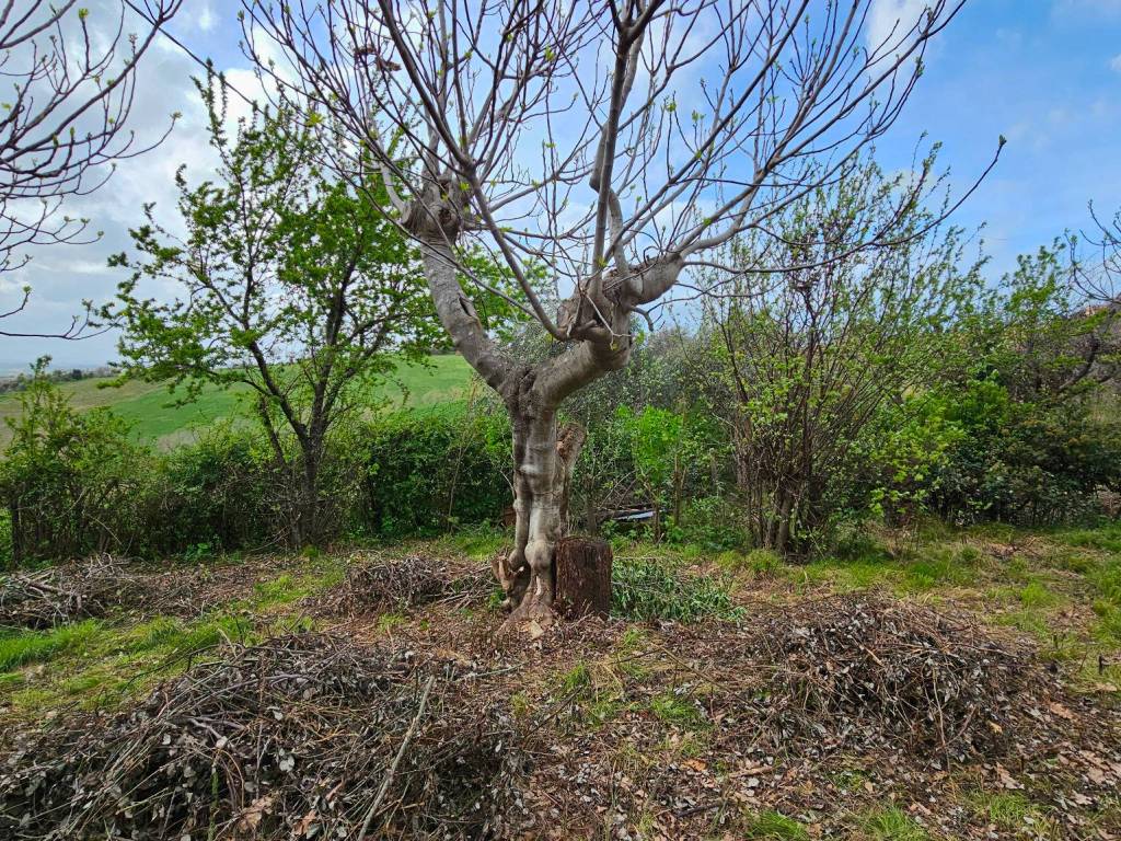 Villa a Belvedere ostrense - Foto 3