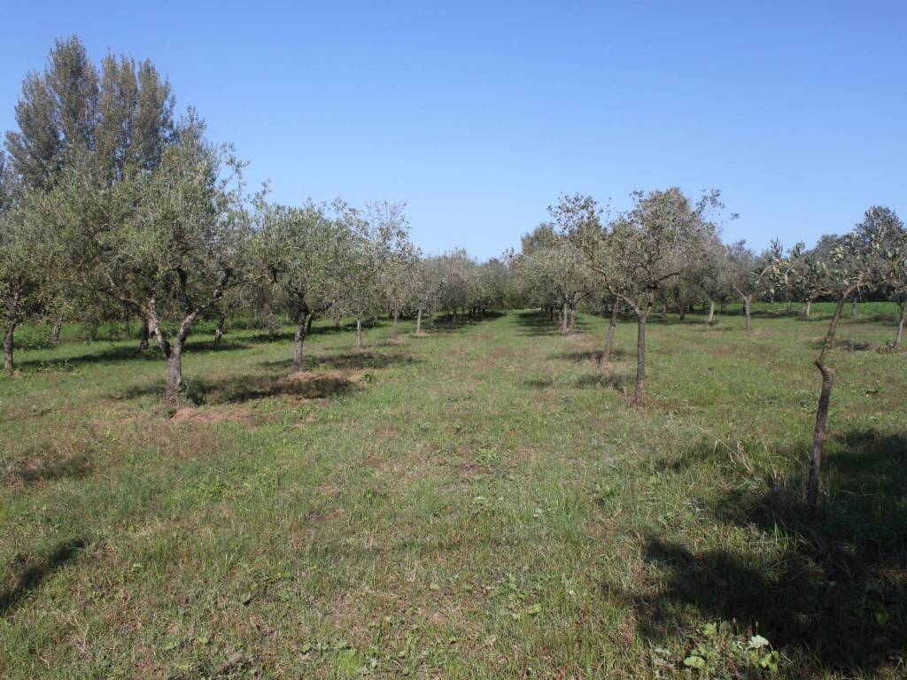 Terreno a Sant'agata de' goti - Foto 2