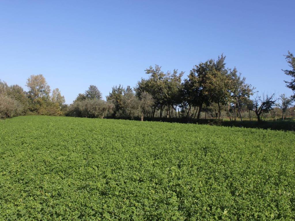 Terreno a Sant'agata de' goti - Foto 3
