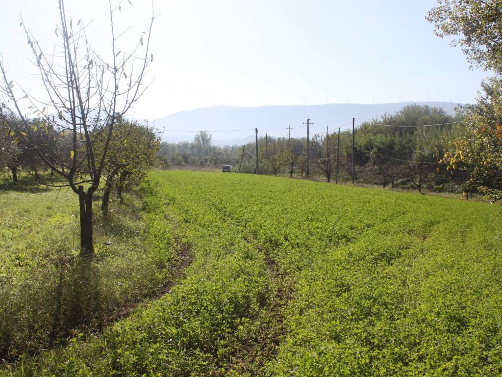 Terreno a Sant'agata de' goti - Foto 5