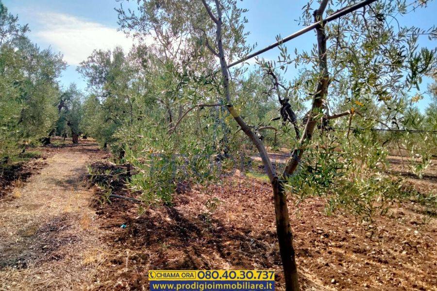 Terreno a Bisceglie - Foto 2