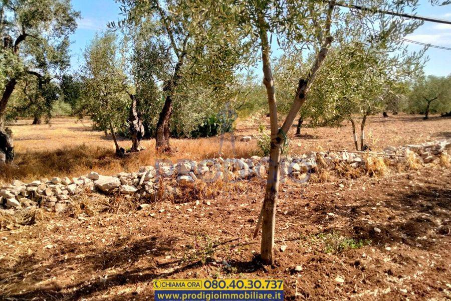 Terreno a Bisceglie - Foto 3