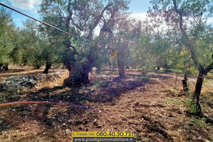 Terreno a Bisceglie - Foto 4