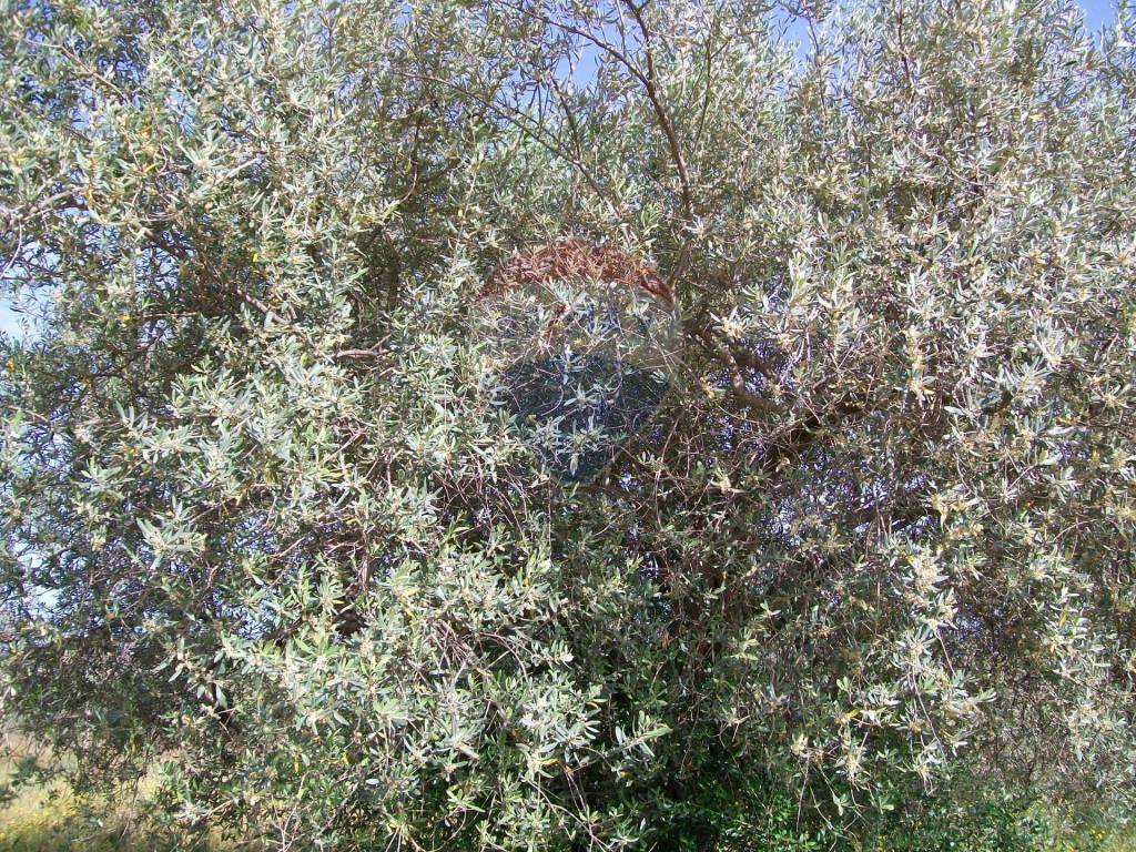 Villa a Piazza armerina in Contrada Gatta S:P: 65 - Foto 4