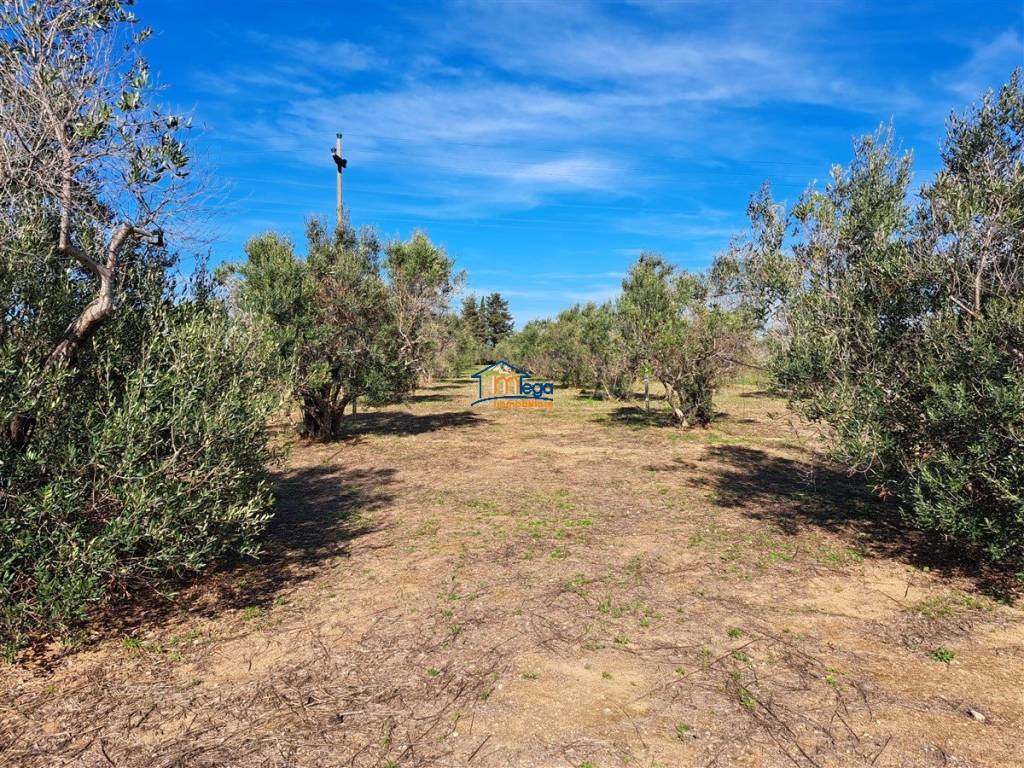 Terreno a Gallipoli in Strada Vicinale Alessandro Nanni - Foto 4