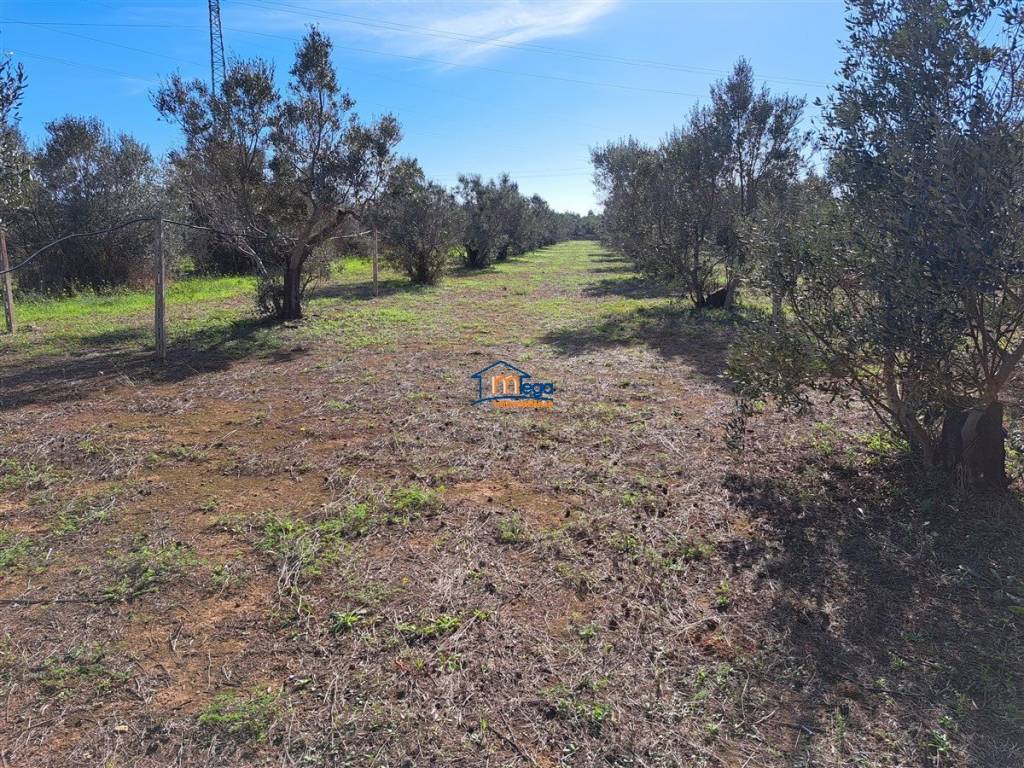 Terreno a Gallipoli in Strada Vicinale Alessandro Nanni - Foto 5