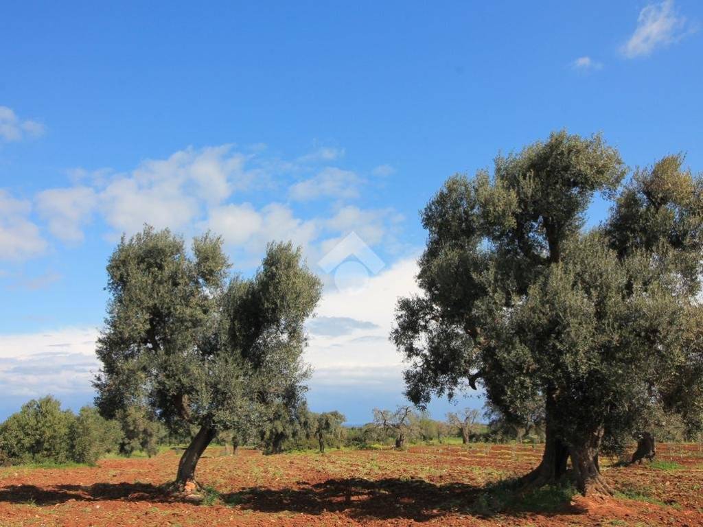 Rustico / casale a Ostuni - Foto 2