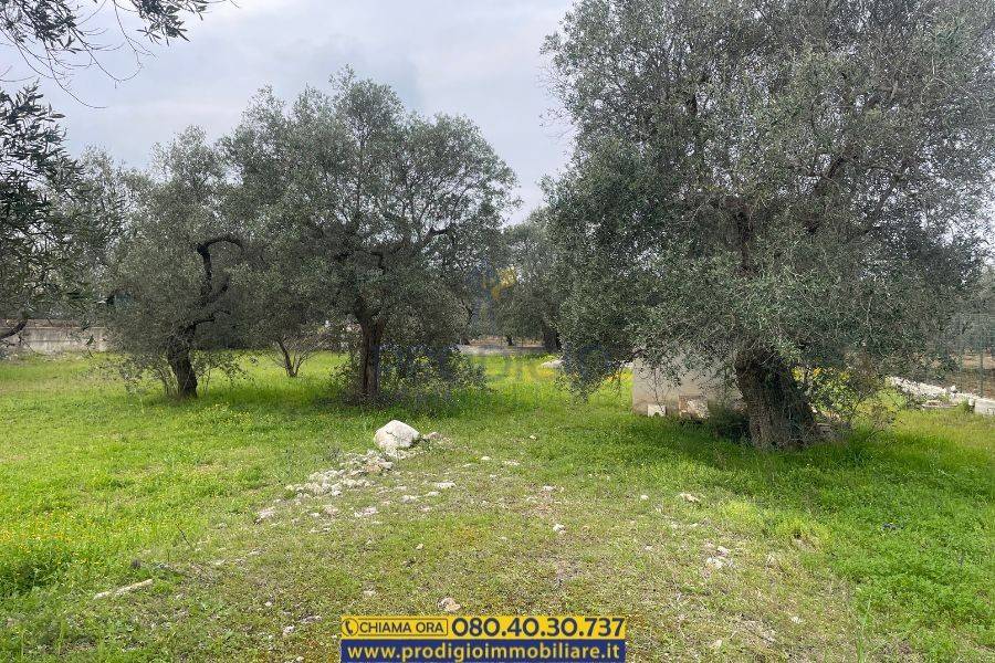 Terreno a Bisceglie - Foto 3