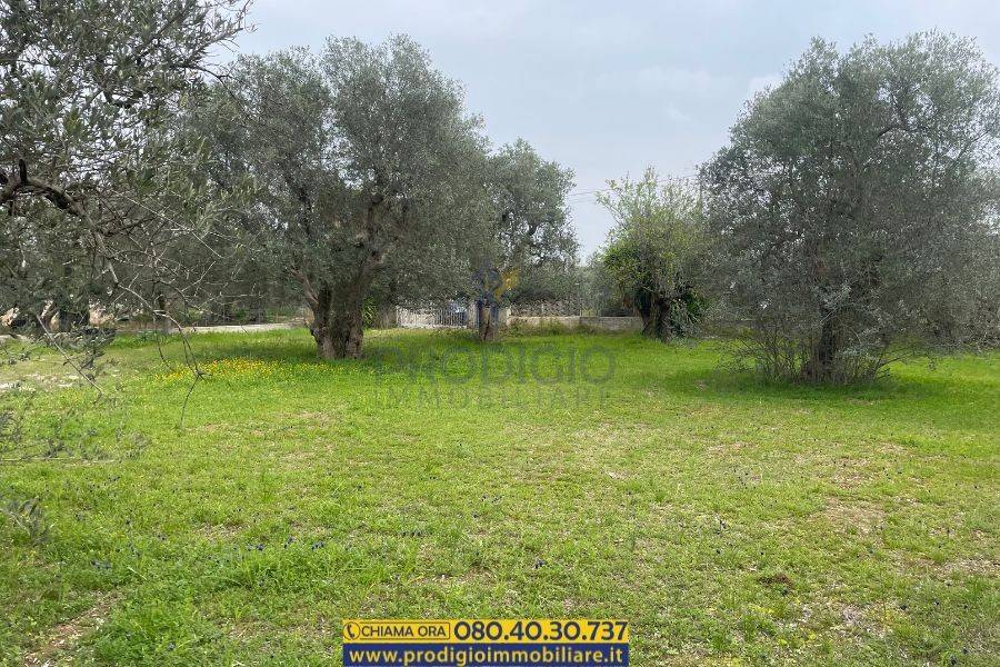 Terreno a Bisceglie - Foto 4