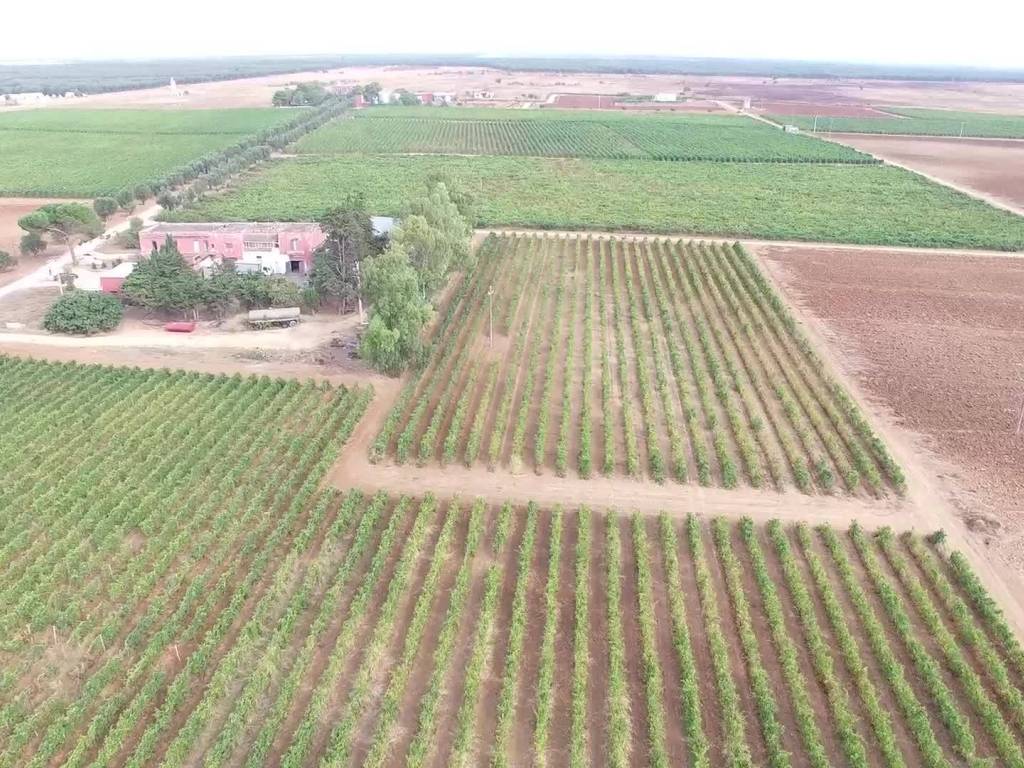 Rustico / casale a Latiano - Foto 2