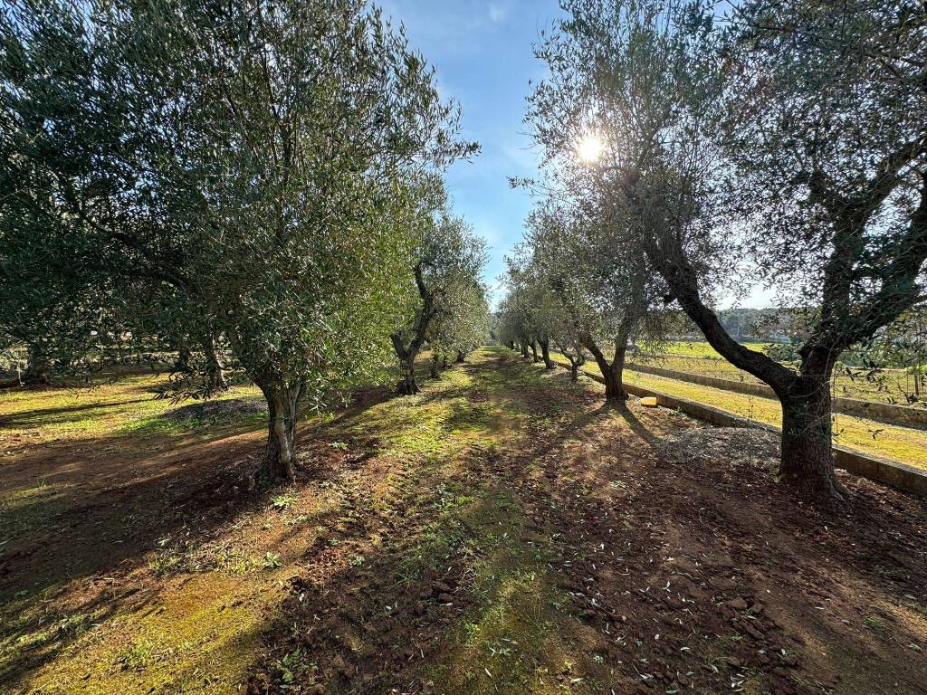 Villa a Ostuni in Contrada Sessana - Foto 5