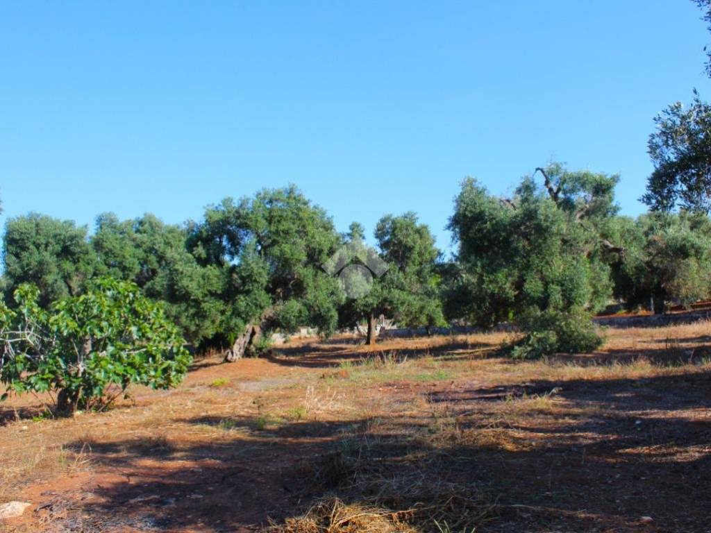 Rustico / casale a Carovigno in Contrada monti - Foto 5