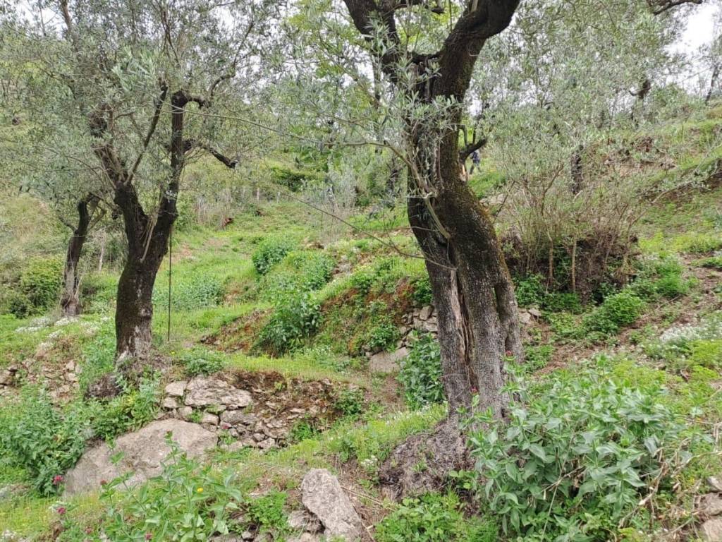 Terreno a Pellezzano - Foto 3