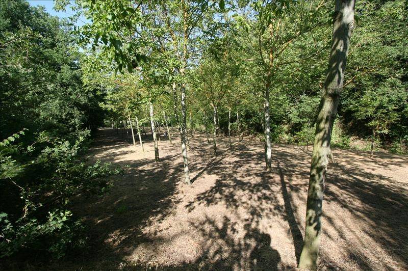 Terreno a Foiano della chiana - Foto 5