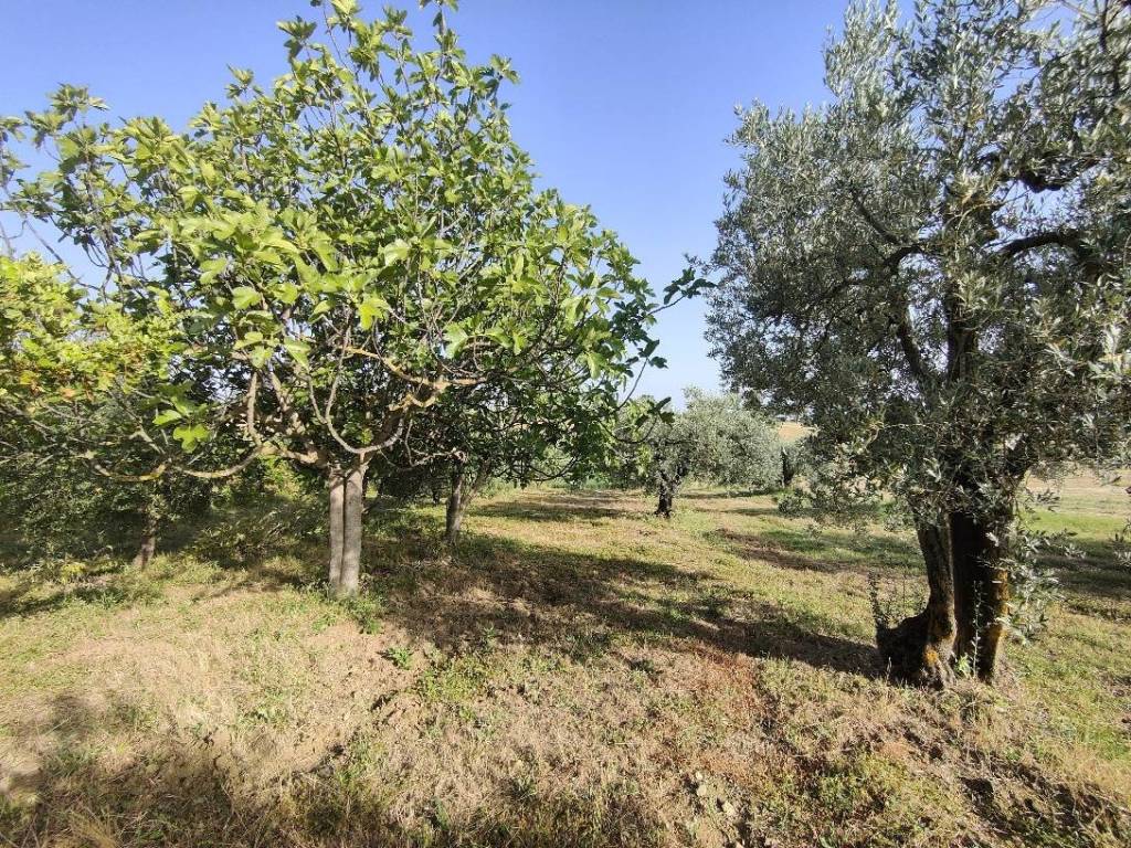 Terreno a Amelia - Foto 3