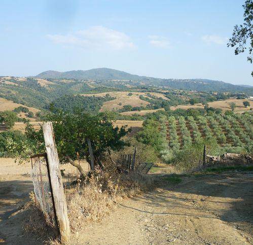 Terreno a Scansano - Foto 2