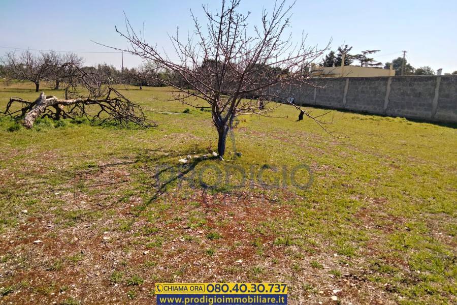 Terreno a Bisceglie - Foto 3