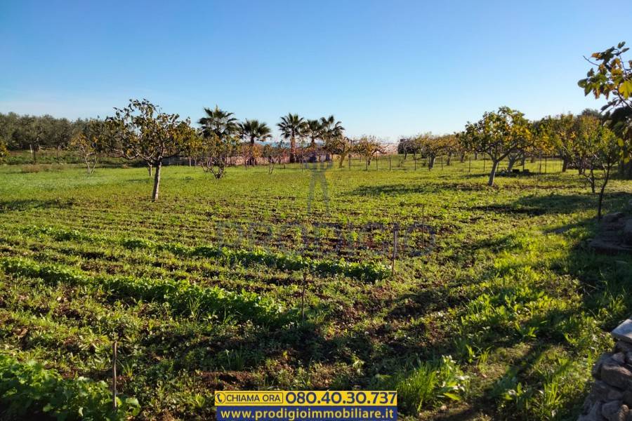 Terreno a Bisceglie - Foto 4