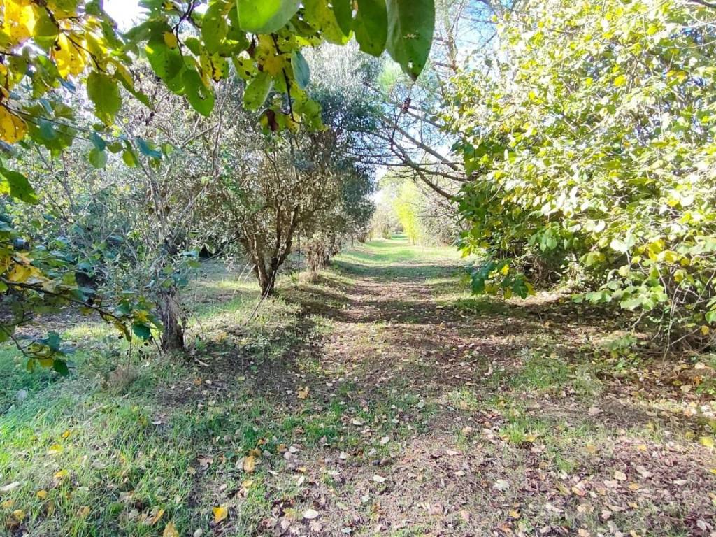 Terreno a Castiglion fiorentino - Foto 2