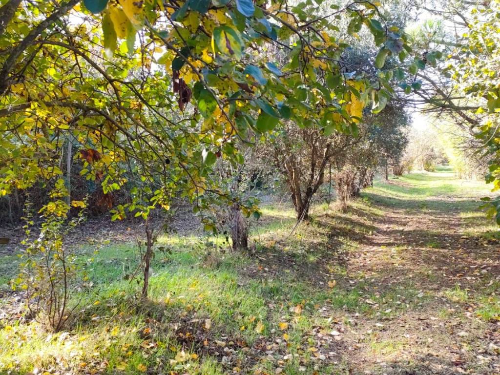 Terreno a Castiglion fiorentino - Foto 5