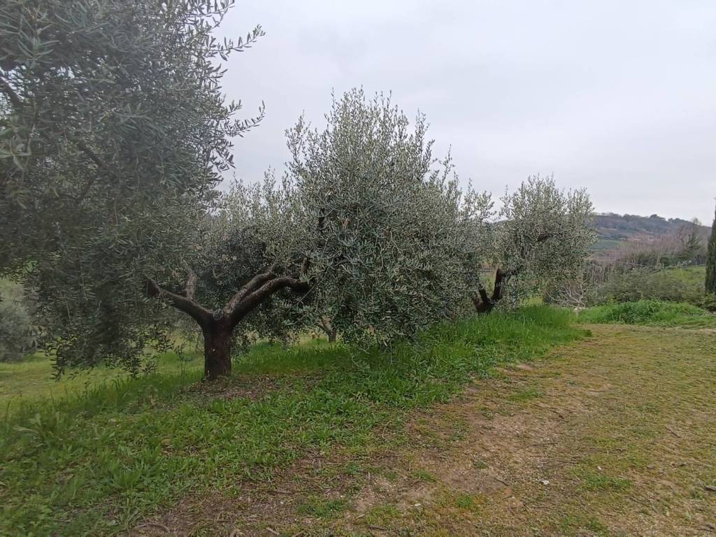 Terreno a Altidona in Via Barbolano - Foto 4