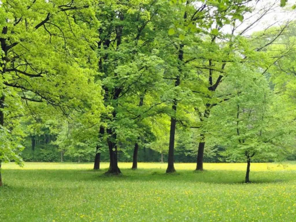 Terreno a Pianfei in Via Vaschi, 6 - Foto 2