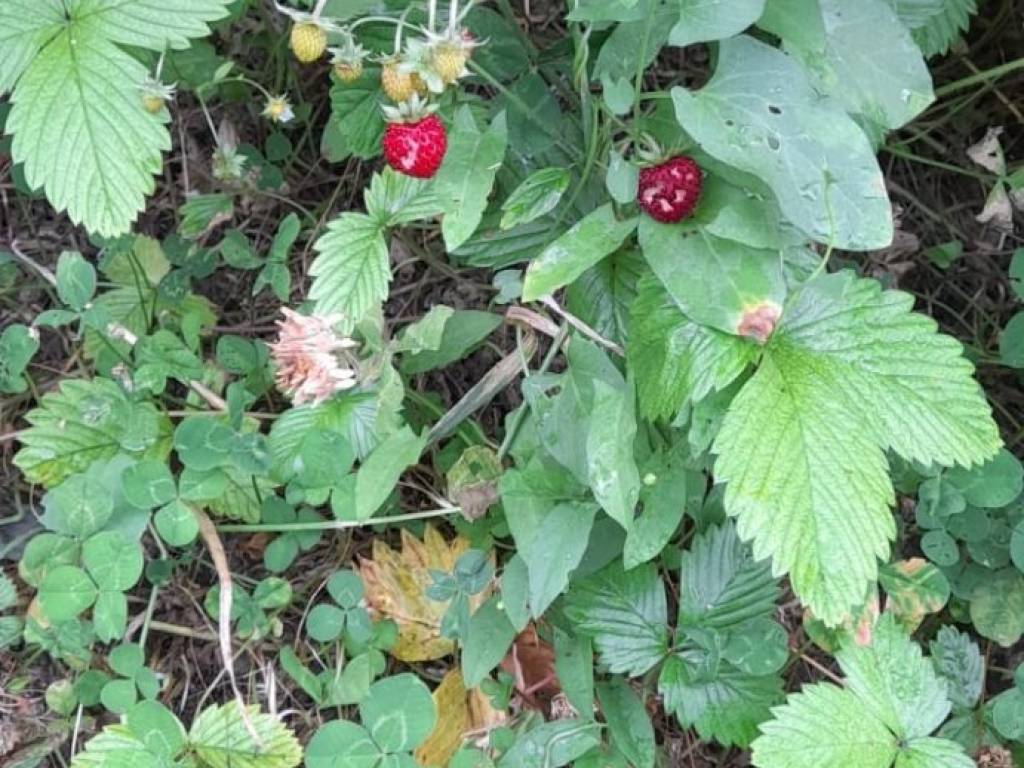 Terreno a Cupello - Foto 4