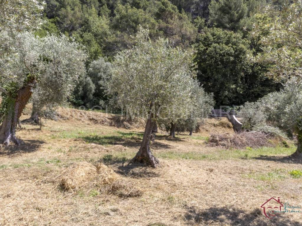 Terreno a Ortovero - Foto 4