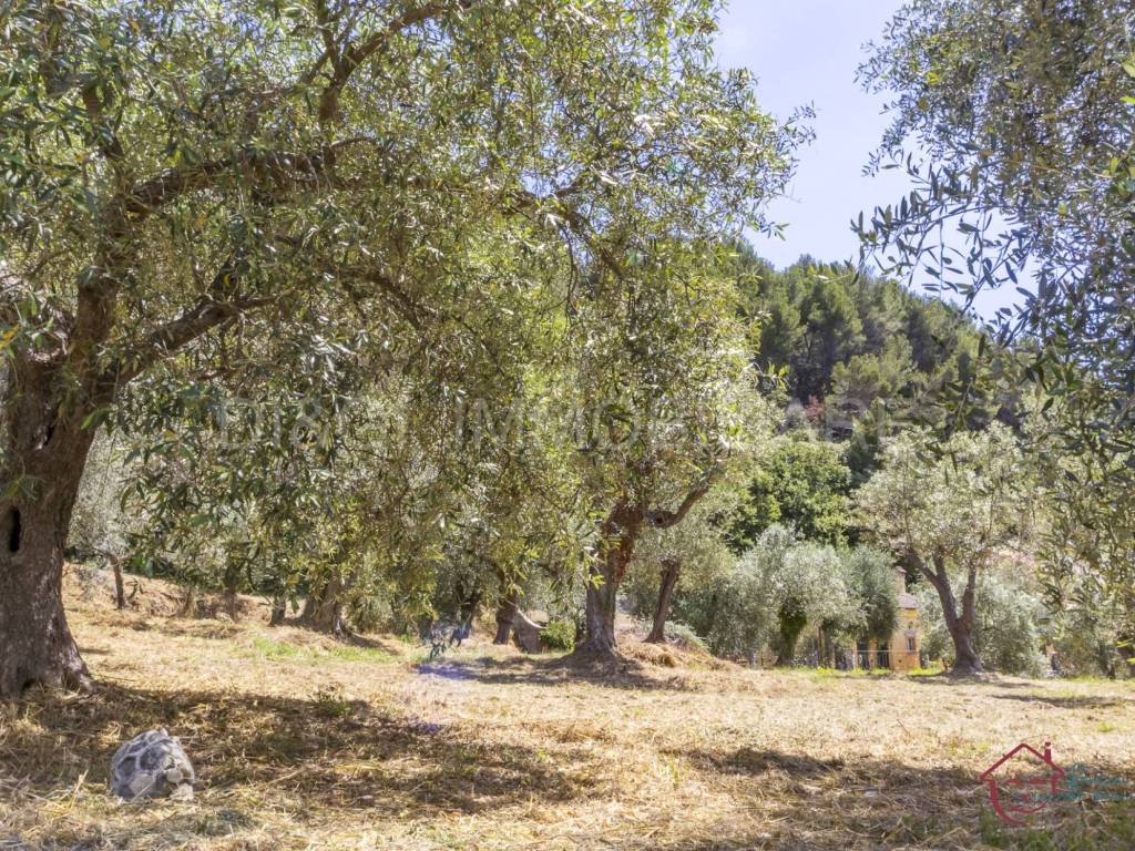 Terreno a Ortovero - Foto 5