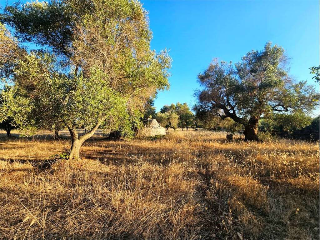 Rustico / casale a Carovigno - Foto 3