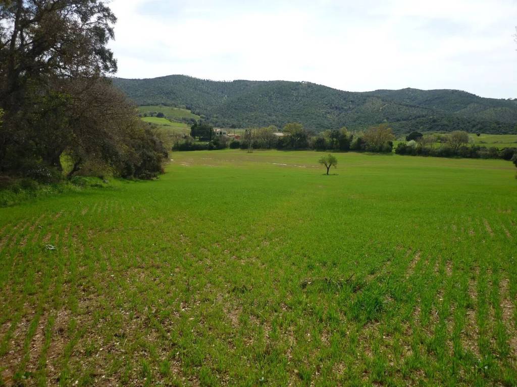 Terreno a Magliano in toscana in Strada Provinciale Poggio Alla Mozza - Foto 2