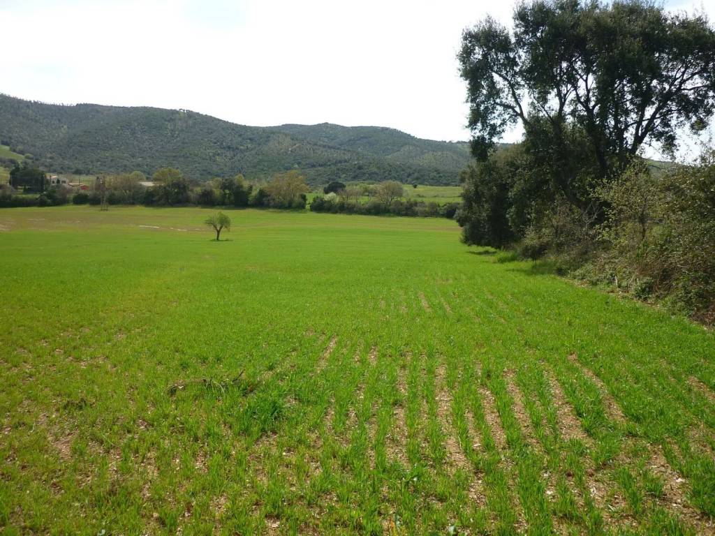Terreno a Magliano in toscana in Strada Provinciale Poggio Alla Mozza - Foto 5