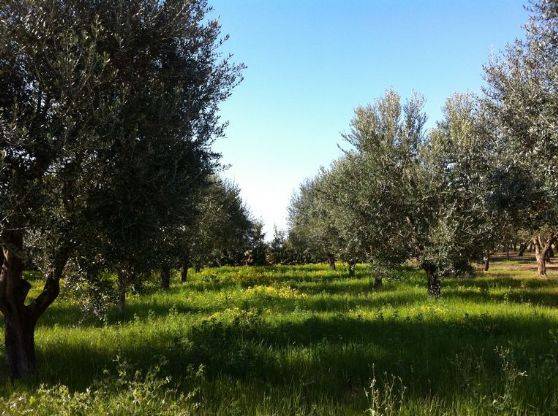 Terreno a Nardò - Foto 2
