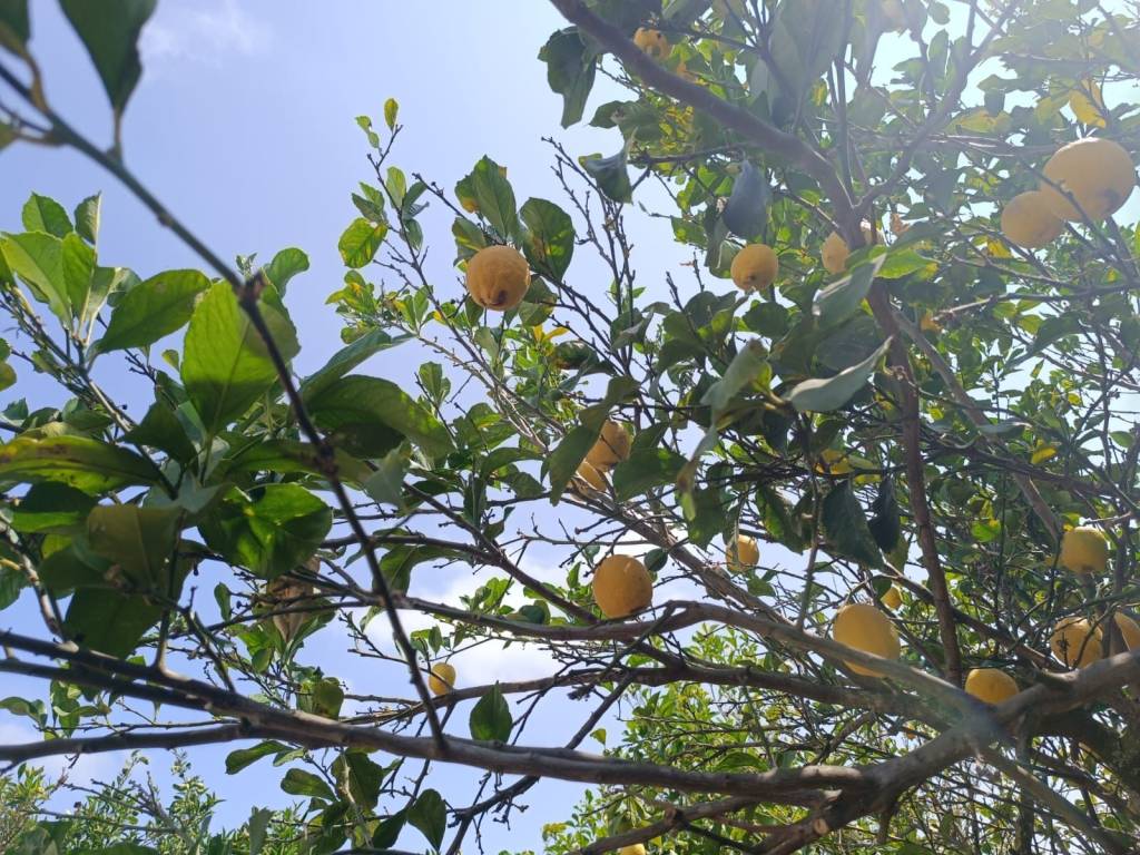 Villa a Balestrate in Contrada Passarello - Foto 5