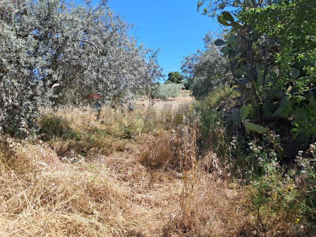 Terreno a Chiaramonte gulfi in contrada tramostera - Foto 5