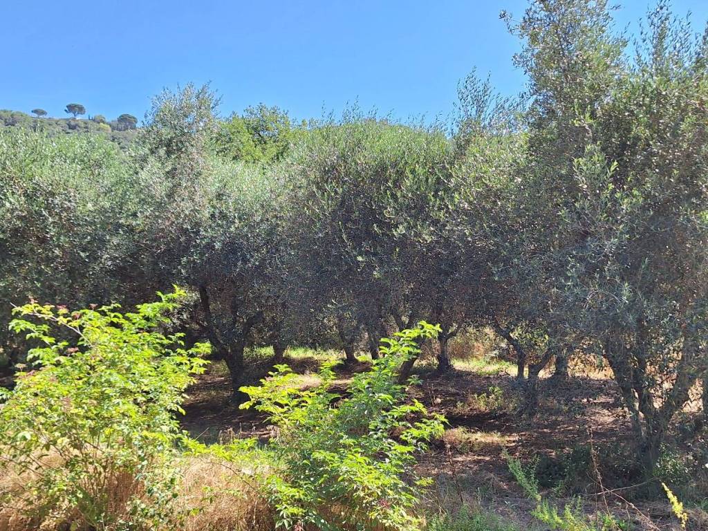Terreno a Castiglione della pescaia in Strada Vicinale della Valle - Foto 2