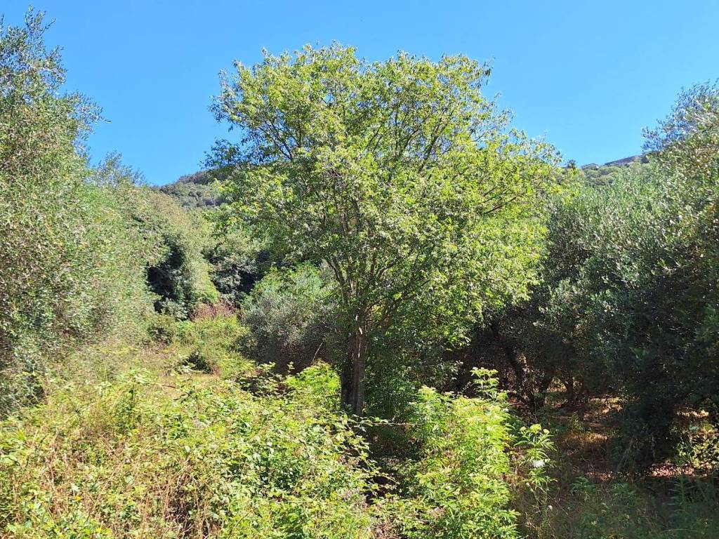 Terreno a Castiglione della pescaia in Strada Vicinale della Valle - Foto 4