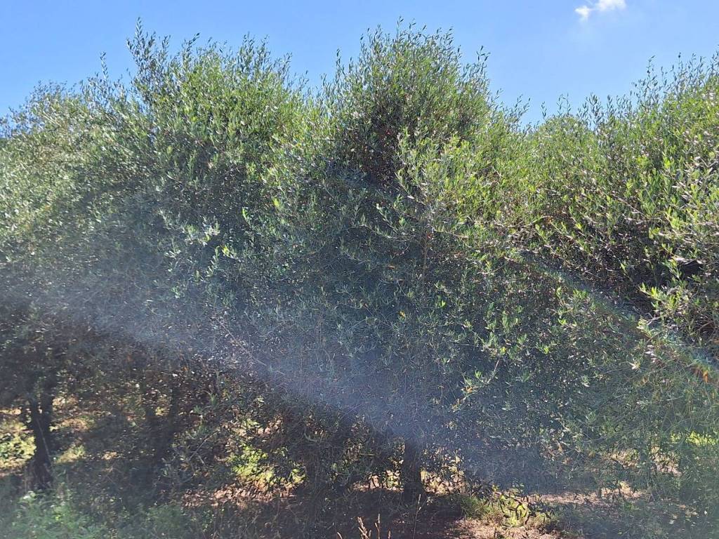 Terreno a Castiglione della pescaia in Strada Vicinale della Valle - Foto 5